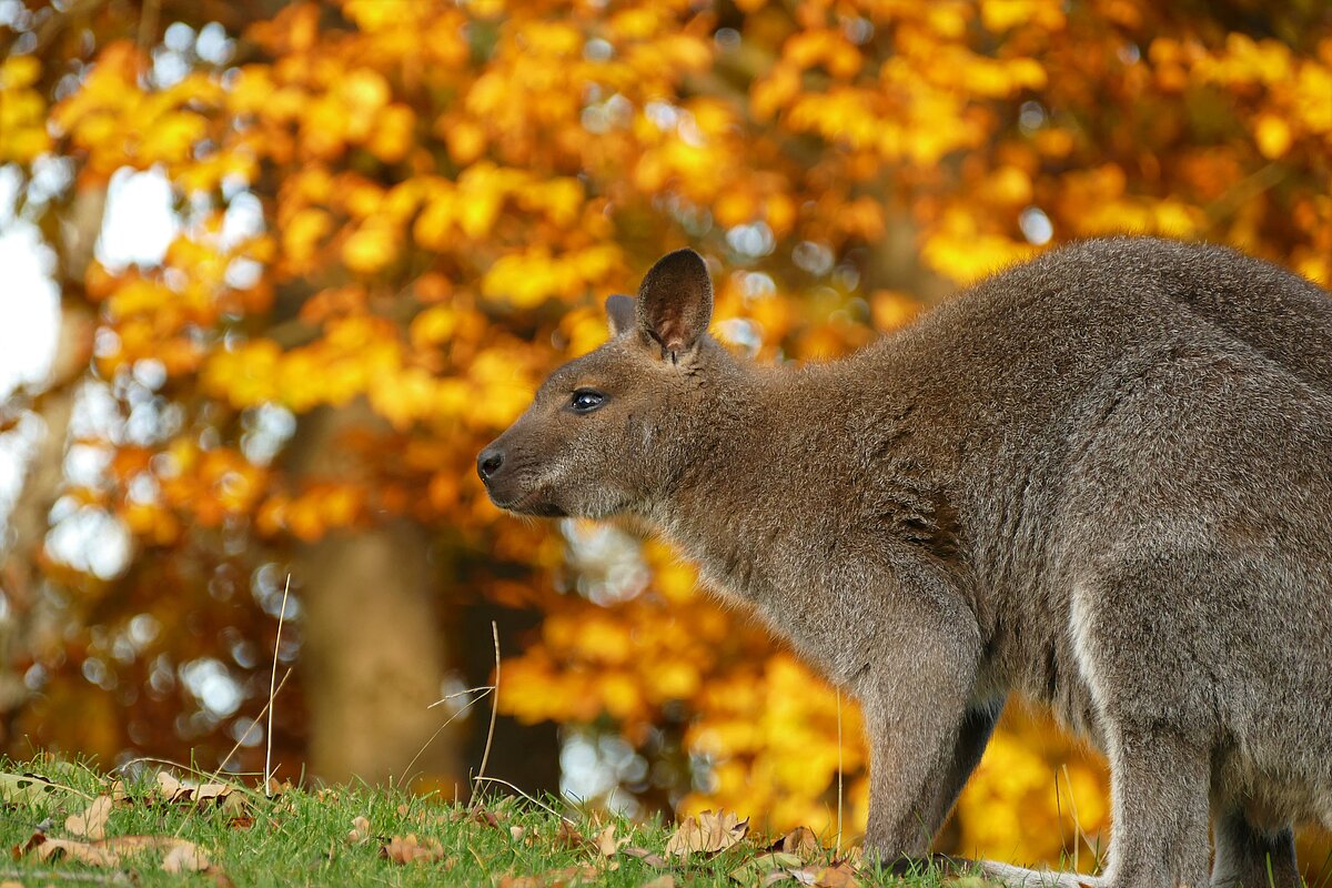 Zoologischer Garten Hof